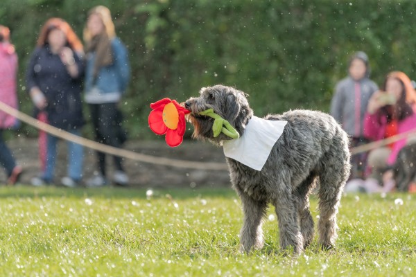 Rendezvényfotózáson egy kutya virággal a szájában