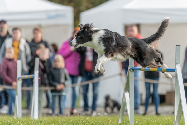 Agility bemutató akadály átugrása