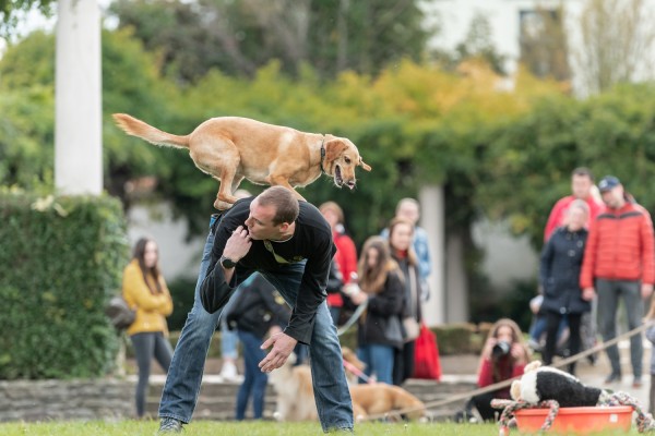 Ügyességi bemutató 
