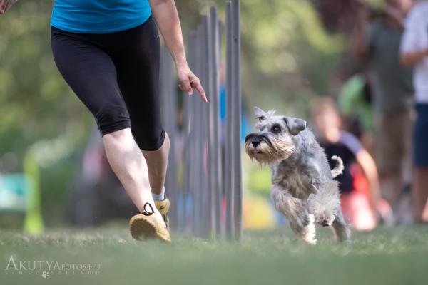 Agility bemutató szlalom után