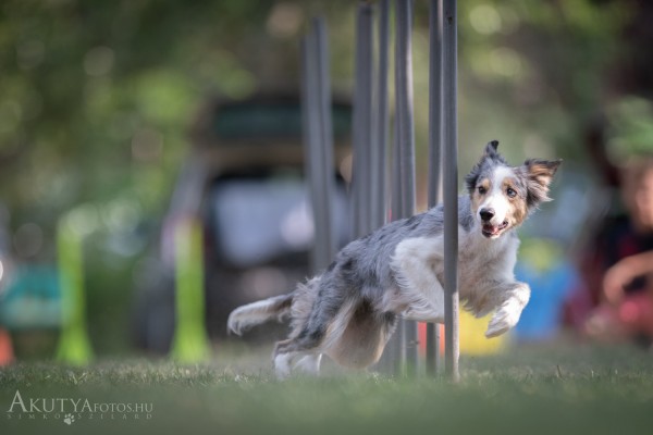 Agility bemutató szlalom
