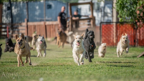 Kutyák behívása csoportosan