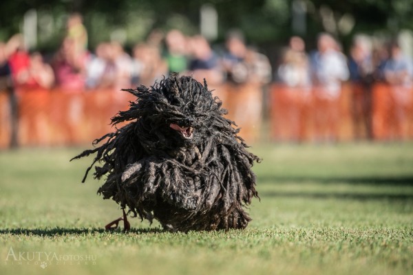 Puli futása egy bemutatón
