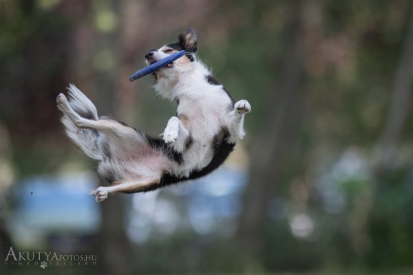 Frizbi elkapása egy rendezvényen