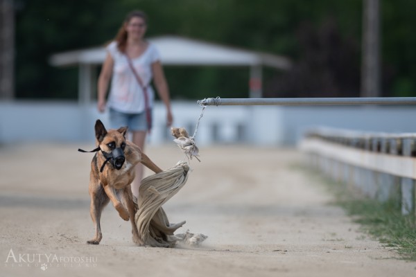 Rendezvényfotó – agárpályán futó kutya műnyulat fog el