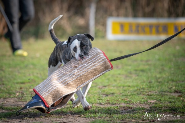 Kutyás rendezvényfotó – őrző-védő kutya gyakorlatozik védőfelszereléssel