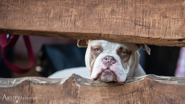 Vicces pillanat, ahogy a kutya kinéz a deszkák között